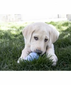 Kong®Puppy Md - Dog Toys -Pets & Wildlife Sales Store 030f08ad5312cd7bee9bebdea3535d41a80730a9 kp2 6