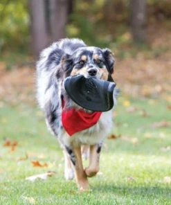 Kong®Extreme Flyer Lg - Dog Toys -Pets & Wildlife Sales Store 06050990954ad00164bd1eaae47267e15a0a8ad3 7d9b6db2942e7f6ef7e2c2e258e3acaf935b2da1 39770055 2