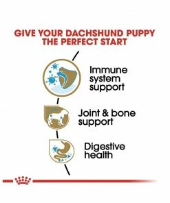 Royal Canin® Breed Health Nutrition® Dachshund Puppy Dry Dog Food, 2.5 lb. Bag -Pets & Wildlife Sales Store 11745ba3f57f7166f217bffe01d633e832869a3b 2022023163 2