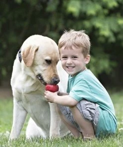 Kong®Classic Md - Dog Toys 12 Kong®Classic Md - Dog Toys -Pets & Wildlife Sales Store 1347da22642abc731df391bb9c93831009ae467a 23ec0b0f5e0ccb2cdaa14d9a9f75ff3f61c0984d 39770013 5