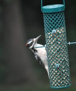 C&S Products Wire Nugget Feeder CS753 - Wild Bird Feeders