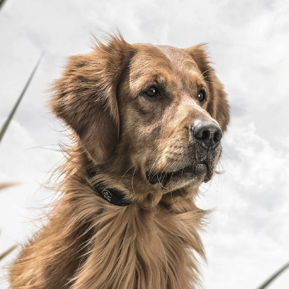 PetSafe SportDOG Brand® YardTrainer 100S Remote Trainer - For Stubborn Dogs - Dog Training & Behavior 7 PetSafe SportDOG Brand® YardTrainer 100S Remote Trainer - For Stubborn Dogs - Dog Training & Behavior - Image 5