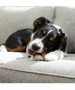 Dentastik Pedigree® Dentastix™ Small/Medium Dog Dental Treats Original Flavor Dental Treats, 14.1 oz. Pack (25 Treats) - Dog Treats -Pets & Wildlife Sales Store 3b5f152d9cb4fe9d372d55e961bc4ba77c3a3f85 70202333 4