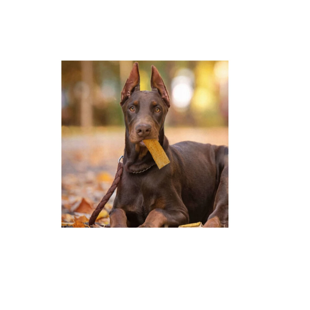 Sophie's Natural Pet Treats 8" Bone Shape Treat, 1 Cookie Assorted - Dog Treats 4 Sophie's Natural Pet Treats 8" Bone Shape Treat, 1 Cookie Assorted - Dog Treats - Image 2