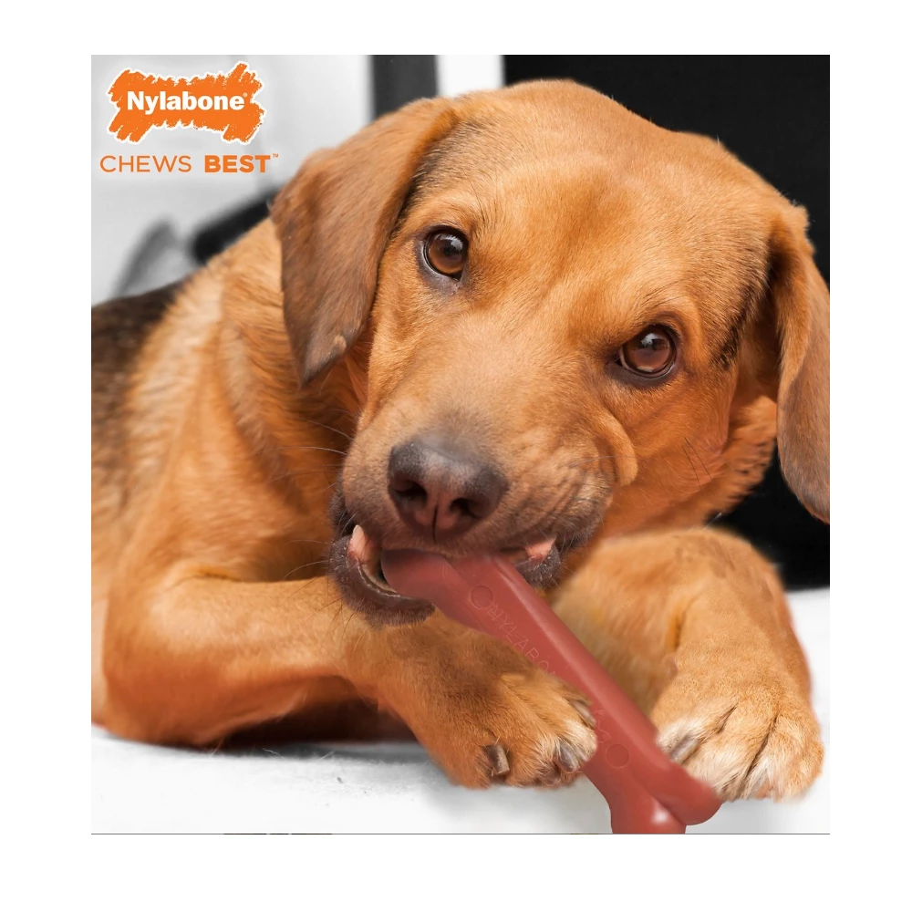 Nylabone Power Chew Durable Dog Chew Toy, Bacon Flavor, Wolf - NB103P - Dog Toys 6 Nylabone Power Chew Durable Dog Chew Toy, Bacon Flavor, Wolf - NB103P - Dog Toys - Image 4