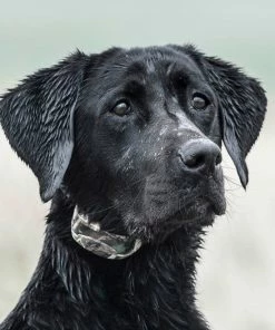 Sport Dog SportDOG Brand® WetlandHunter® 425X Remote Trainer SD-425XCAMO - Dog Training & Behavior -Pets & Wildlife Sales Store 5bdc55c1222b70d654eae143b653ff2bde8fd9d6 70071090 2