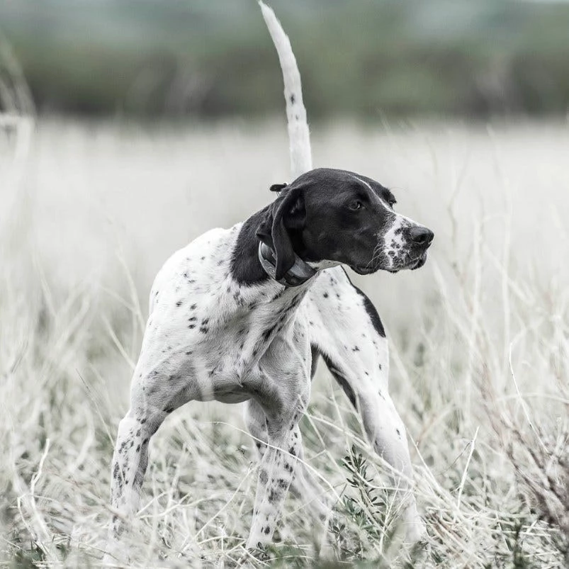 Sport Dog SportDOG Brand® Sporthunter SD-825X - Dog Training & Behavior 4 Sport Dog SportDOG Brand® Sporthunter SD-825X - Dog Training & Behavior - Image 2