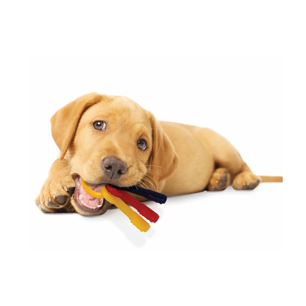 Nylabone Just for Puppies Teething Chew Keys, X-Small/Petite, 1 Count - N219P - Dog Toys 5 Nylabone Just for Puppies Teething Chew Keys, X-Small/Petite, 1 Count - N219P - Dog Toys - Image 3