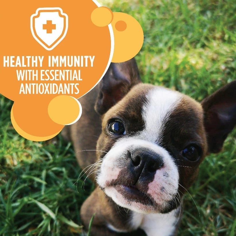 Iams ProActive Health Smart Puppy Chicken & Whole Grains Recipe Dry Puppy Food, 7 lb. Bag - Dry Dog Food 9 Iams ProActive Health Smart Puppy Chicken & Whole Grains Recipe Dry Puppy Food, 7 lb. Bag - Dry Dog Food - Image 7