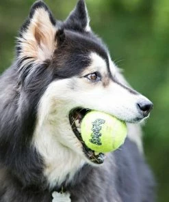 KONG SqueakAir® Ball Lg Bulk - Dog Toys -Pets & Wildlife Sales Store 8094590e85a9c31b2b487ac0403bad3547a20dc7 ad2cc83fa81283c80ebd90f83dfb6f5e15cb9e03 39770490 2