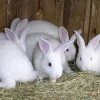 Various Brands Bunny Rabbits - Live Rabbits -Pets & Wildlife Sales Store 8dcbbc76973a05f5fbe782e3e372ca49aaf1810d 11610036 11610036 image 11610036