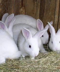 Various Brands Bunny Rabbits - Live Rabbits