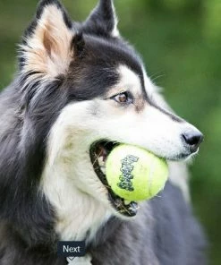 KONG SqueakAir® Balls Lg - Dog Toys -Pets & Wildlife Sales Store 964fceb93083c561b0c0da647fdb06ea8a1c0088 6d7d595193ff24a705edb06d098413074ae33e38 39770084 2