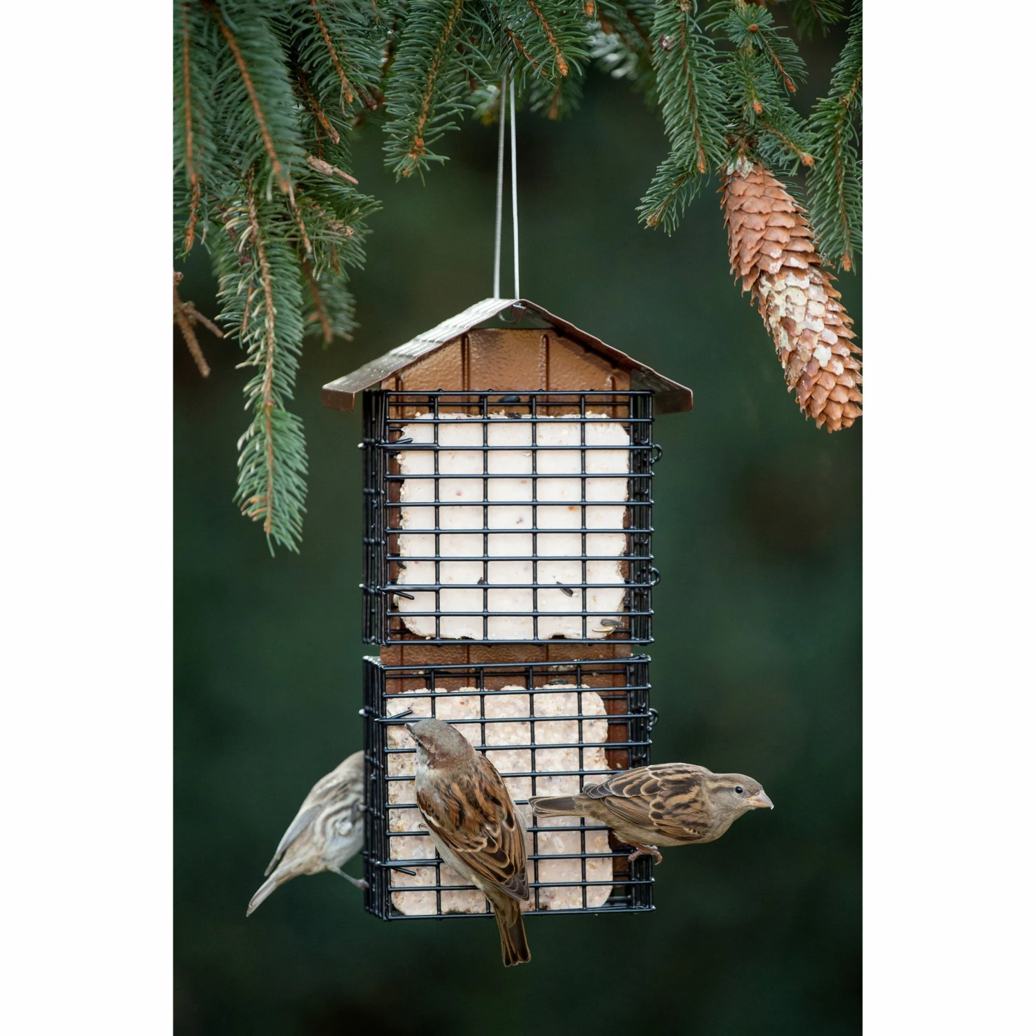 More Birds Four Cake Suet Buffet with Weather Guard - 38129 - Wild Bird Feeders 7 More Birds Four Cake Suet Buffet with Weather Guard - 38129 - Wild Bird Feeders - Image 5