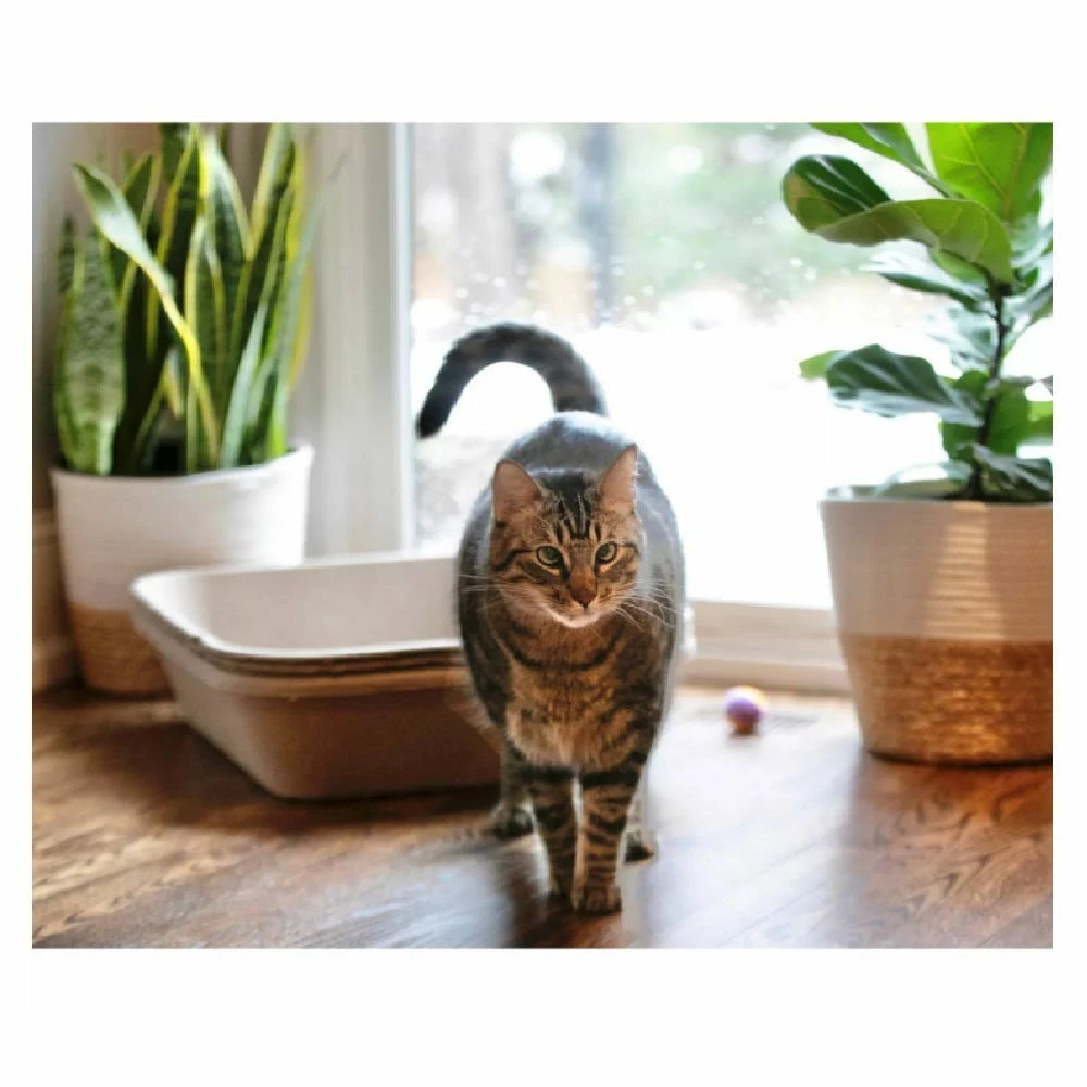 Kitty Sift Disposable Litter Box - Pack of 3, Size Large - KSR-LB-L3 - Litter Boxes & Accessories 5 Kitty Sift Disposable Litter Box - Pack of 3, Size Large - KSR-LB-L3 - Litter Boxes & Accessories - Image 3