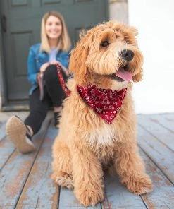 Paws & Pray Walk By Faith Pet Bandana, Lg/Xl - PETS151 - Dog Clothing & Accessories -Pets & Wildlife Sales Store c51d7426252bad6ca25ed70aadcbcb684adda1fb 60625545 2