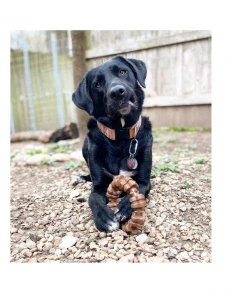 Nylabone DuraChew Textured Dog Chew Ring, Flavored Medley, X-Large/Souper, 1 Count - NCF315P - Dogs -Pets & Wildlife Sales Store d47a88b8e151666f6eb908ab3880a626f132eeb9 67610169 11