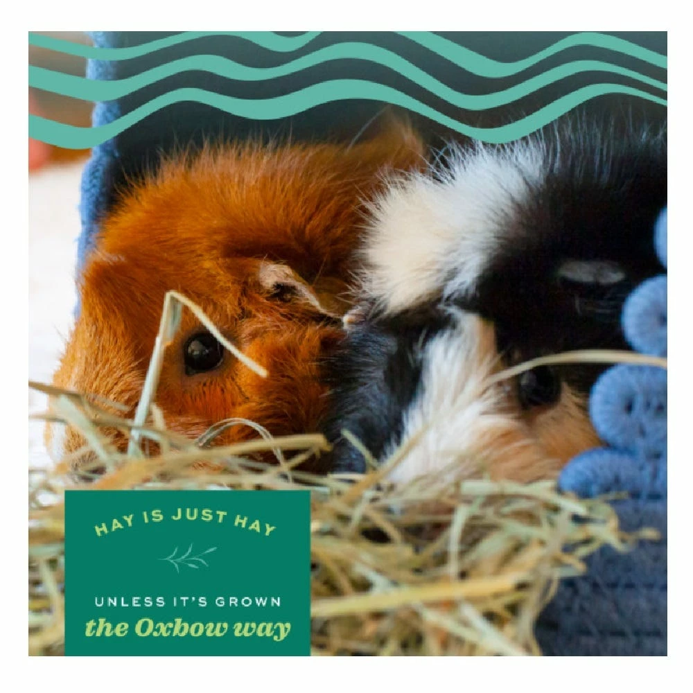 Oxbow Orchard Grass Hay, 15 oz. - Small Animal Feed & Treats 5 Oxbow Orchard Grass Hay, 15 oz. - Small Animal Feed & Treats - Image 3