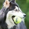 KONG SqueakAir® Ball Lg Bulk - Dog Toys -Pets & Wildlife Sales Store ed14b90ec85d396cf870f7fe3562ce625df20c62 ad2cc83fa81283c80ebd90f83dfb6f5e15cb9e03 39770490 2