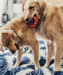 Kong®Ring Md/Lg - Dog Toys -Pets & Wildlife Sales Store f1c8e45be7aab5119965399aba28f3f15de7d320 da7f859d4bf24aa7180e4343ae6c40affd97ce14 39770559 2